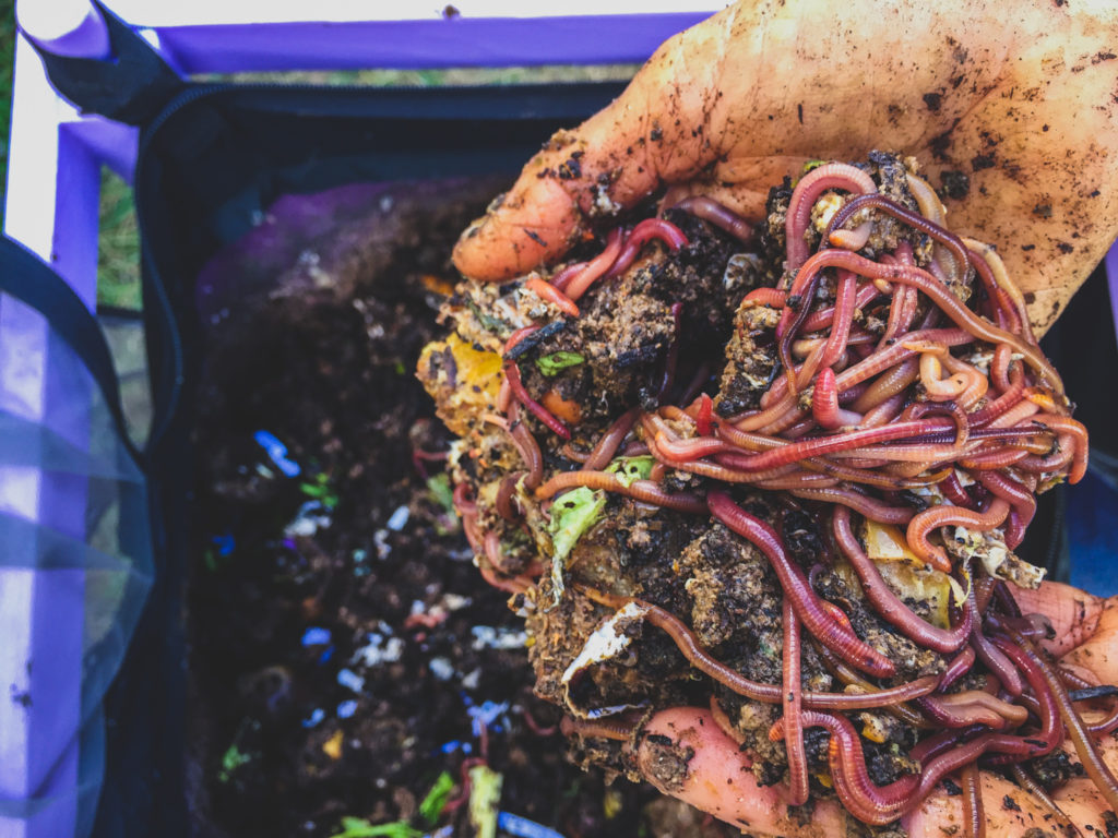 Worms for vermicomposting